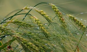 Утренняя роса на колосьях пшеницы