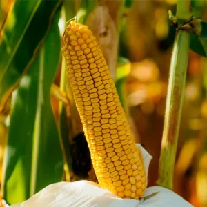 Кукуруза-Фейз