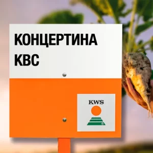 Свекла сахарная КОНЦЕРТИНА КВС
