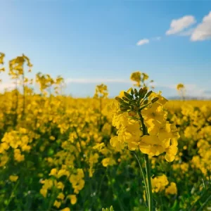 Рапс озимый ЛГ АНТИГУА