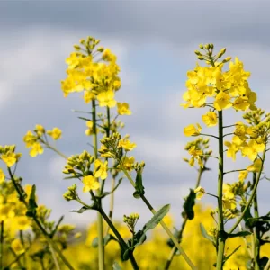 Рапс озимый ЛГ АВИРОН