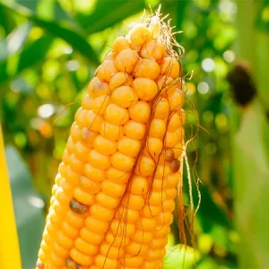 Кукуруза НИКИТА