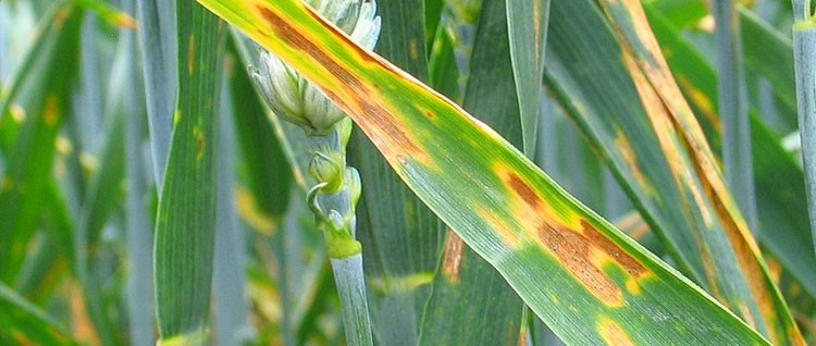 Септориоз (Septoria tritici, Septoria nodorum) - Пестициды.by - средства  защиты растений
