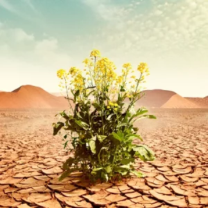 Рапс озимый АБСОЛЮТ