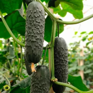 Огурец АКАСИЯ