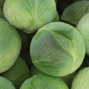 Капуста белокочанная АКСЕЛ