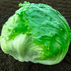 Салат кочанный АКТРИСЕ