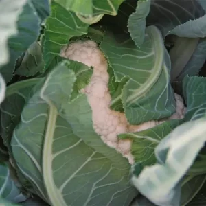 Капуста цветная АЛКАЛА