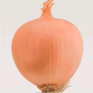 Лук репчатый АЛОНСО