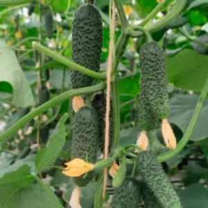 Огурец АЛЬШАНЫ