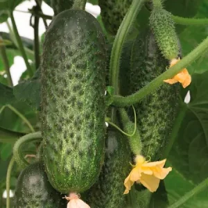 Огурец АМАРОК