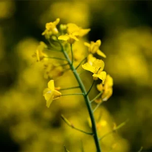 Рапс озимый АМБАССАДОР