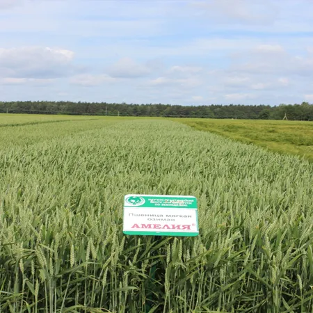Пшеница озимая АМЕЛИЯ®