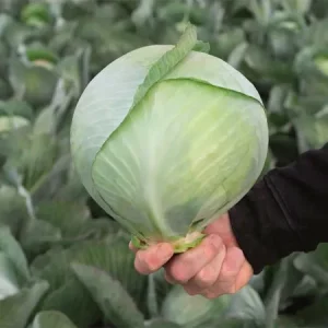 Капуста белокочанная АМТРАК
