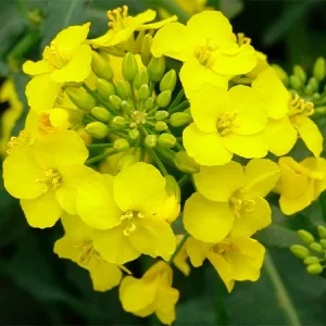 Рапс озимый АРХИТЕКТ