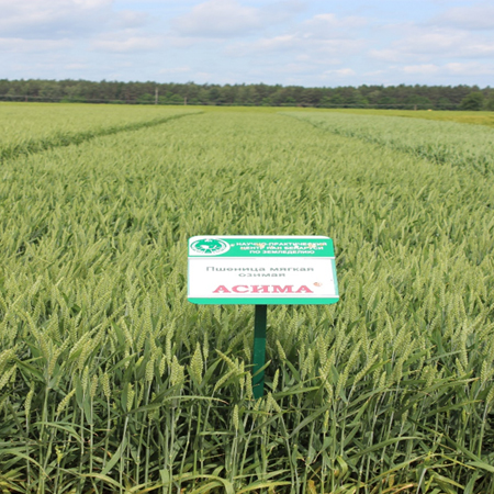 Пшеница озимая АСИМА®