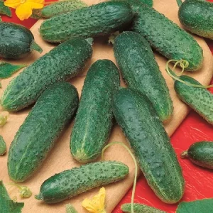 Огурец АСТЕРИКС