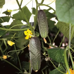 Огурец АТЛАНТИС