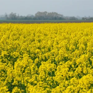 Рапс озимый АУРЕЛИЯ