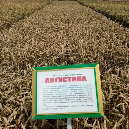 Пшеница озимая АВГУСТИНА®