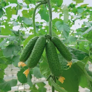 Огурец АВИОН