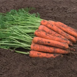 Морковь столовая БАЛДИО