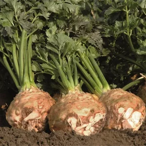 Сельдерей БАЛЕНА