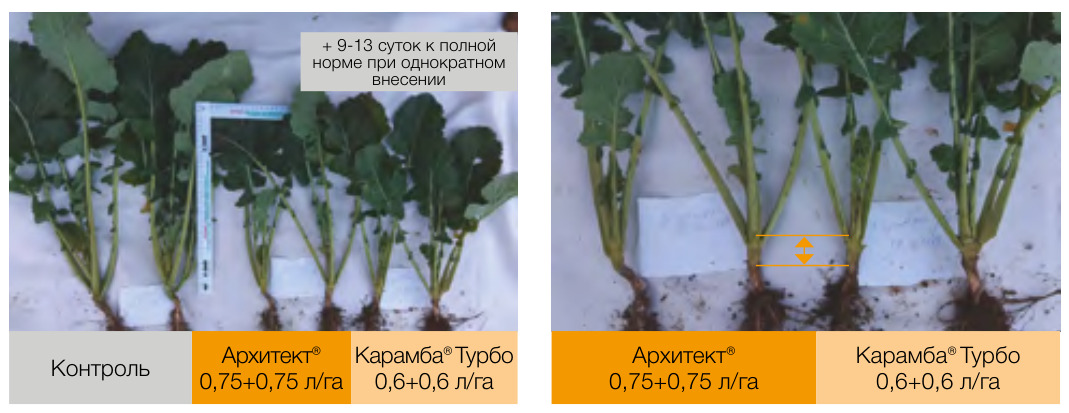 Архитект®