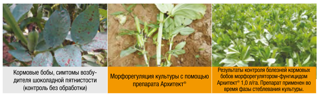Архитект®