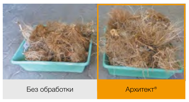 Архитект®