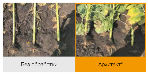 Архитект®