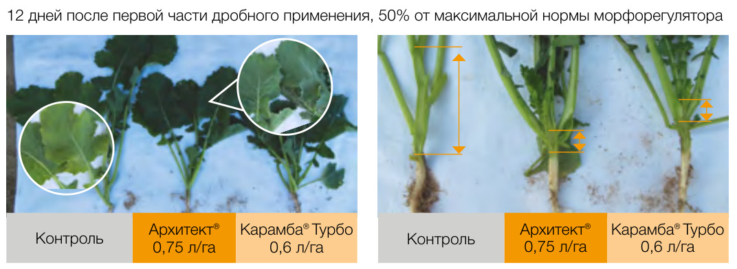 Архитект®