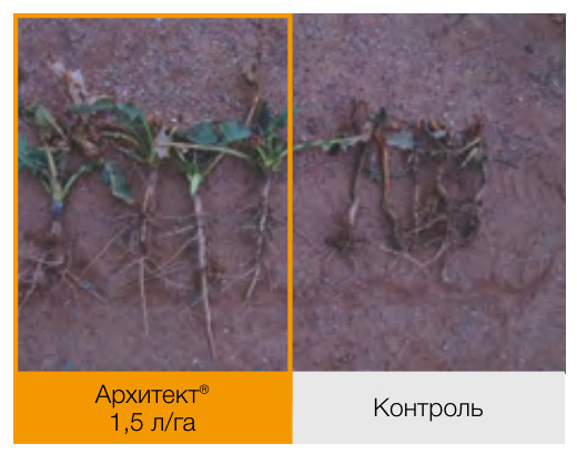 Архитект®