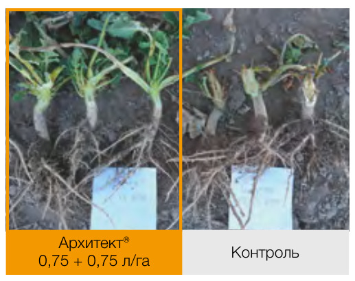 Архитект®