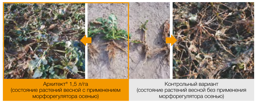 Архитект®