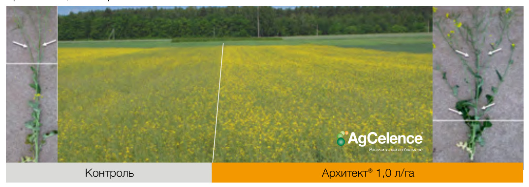 Архитект®