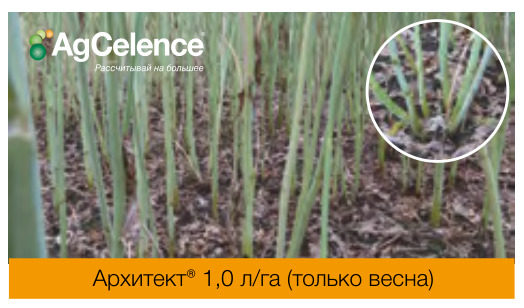 Архитект®
