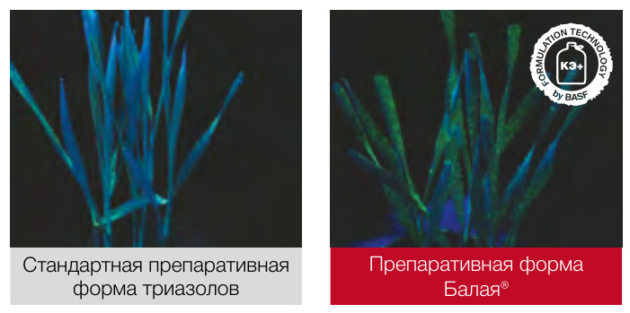 Балая®