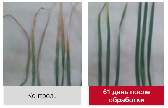 Балая®