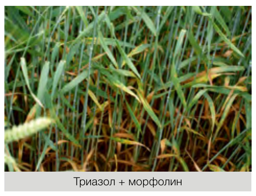 Харвига®