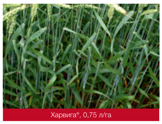 Харвига®
