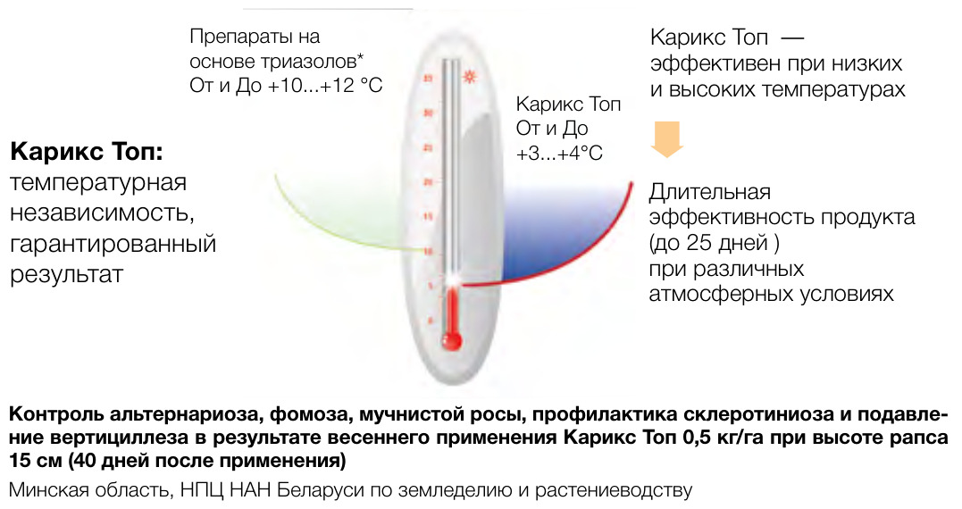 Карикс Топ