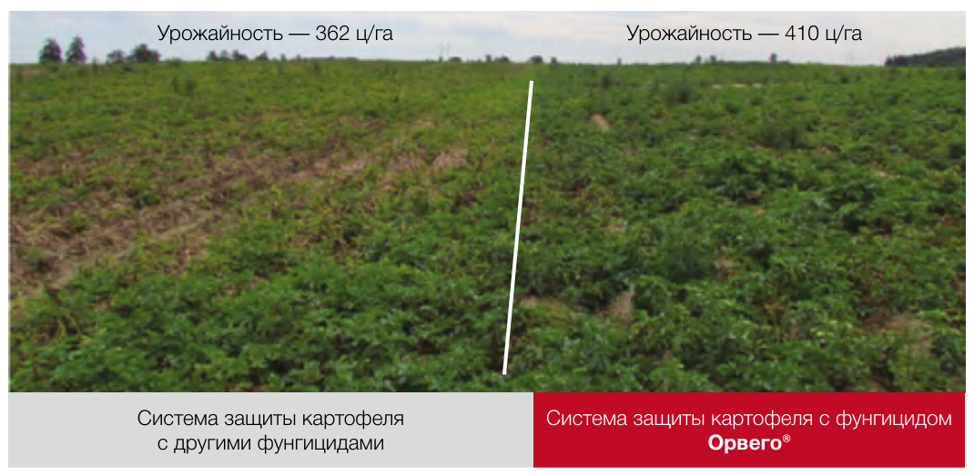 Орвего®