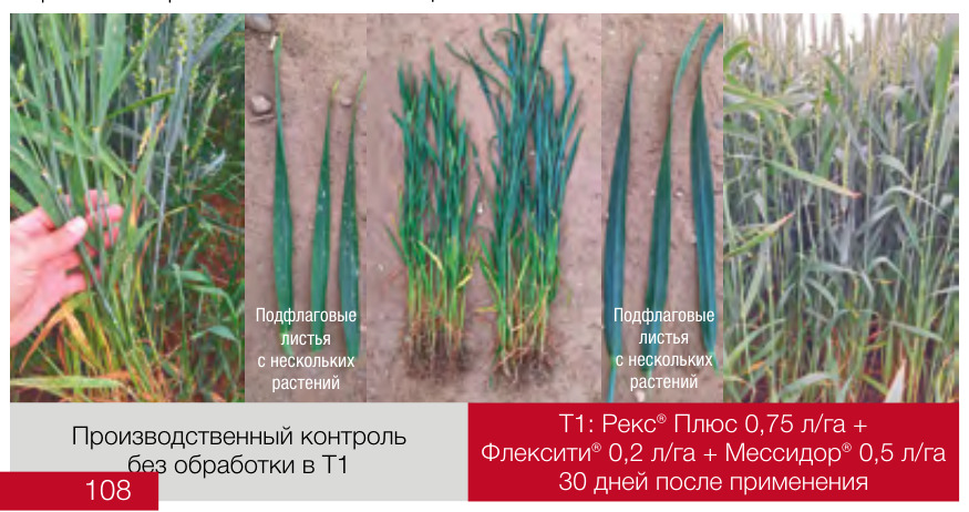 Рекс® Плюс