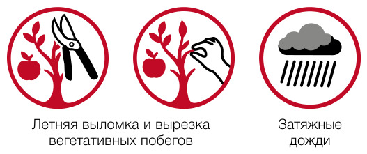 Летняя выломка и вырезка вегетативных побегов, затяжные дожди