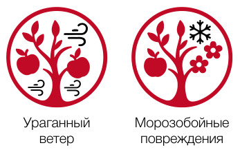 Ураганный ветер, морозобойные повреждения