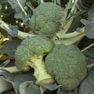 Капуста брокколи БАТАВИЯ