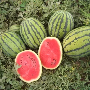 Арбуз БЕДУИН