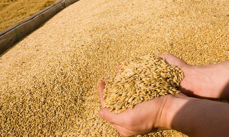Беларусь в 2 раза увеличила импорт российского зерна