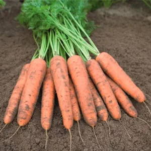 Морковь столовая БЕЛГРАДО
